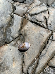 Purpuradusta gracilis