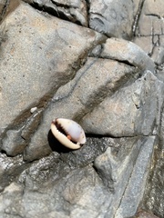 Purpuradusta gracilis