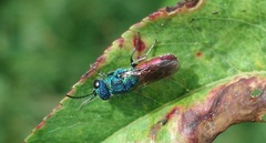 Chrysis ignita