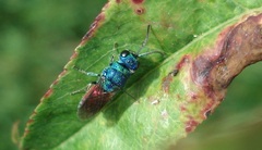 Chrysis ignita