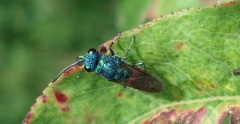 Chrysis ignita