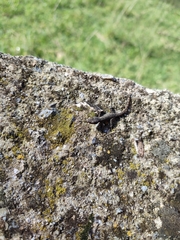 Mediodactylus kotschyi