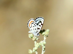 Euphilotes pallescens elvirae