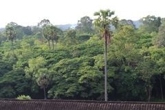 Borassus flabellifer