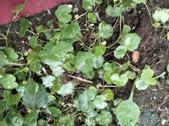 Hydrocotyle sibthorpioides