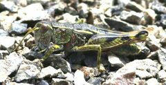 Sigaus australis