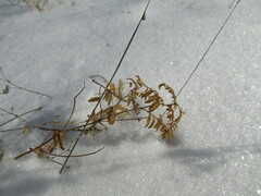 Vicia nervata