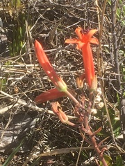 Tylecodon grandiflorus