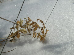 Vicia nervata