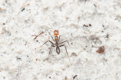 Iridomyrmex rubriceps