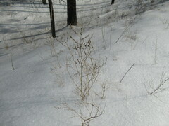 Melilotus suaveolens