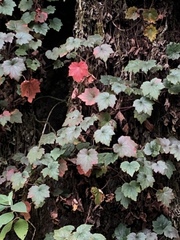 Heuchera acutifolia