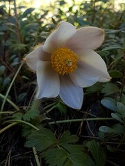 Pulsatilla vernalis