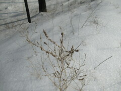 Melilotus suaveolens