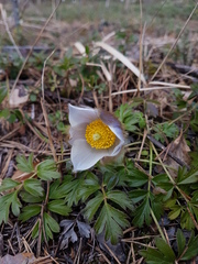 Pulsatilla vernalis