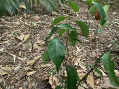 Cryptocarya concinna