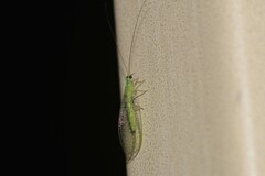 Mallada tripunctatus