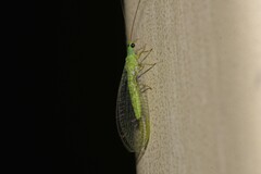 Mallada tripunctatus