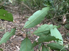 Cryptocarya concinna