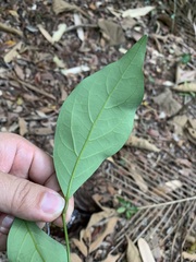 Cryptocarya concinna