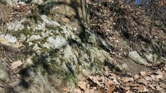 Grimmia muehlenbeckii