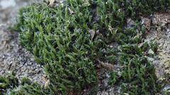 Grimmia muehlenbeckii