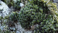 Grimmia muehlenbeckii