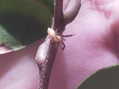 Prostheclina pallida