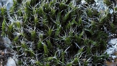 Grimmia muehlenbeckii