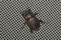 Semanopterus