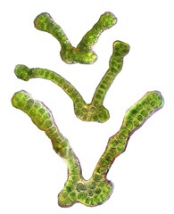 Grimmia muehlenbeckii