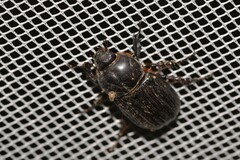 Semanopterus