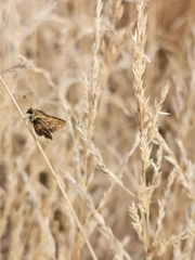 Taractrocera papyria
