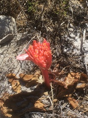 Haemanthus sanguineus