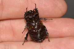 Semanopterus
