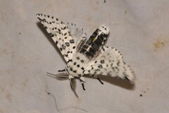 Kamalia australis