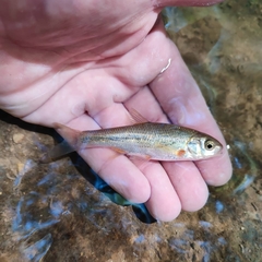 Telestes pleurobipunctatus