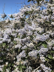 Ceanothus arboreus