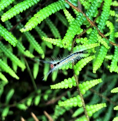 Nataxa flavescens