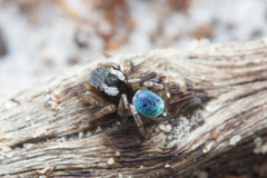 Maratus anomalus