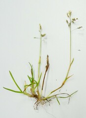 Poa supina