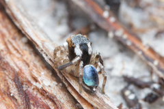 Maratus anomalus