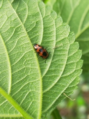 Episcaphula australis