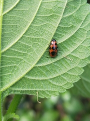 Episcaphula australis