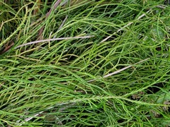 Phlegmariurus
