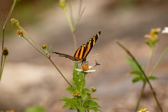 Eresia phillyra phillyra