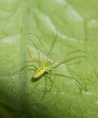 Tetragnatha squamata