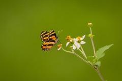 Eresia phillyra phillyra