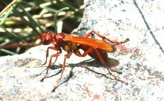 Sphictostethus nitidus