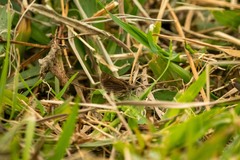 Callimormus saturnus